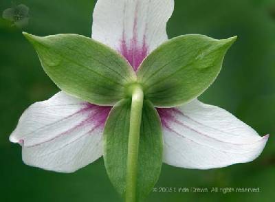 Trillium