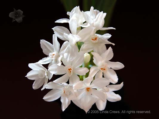 Paperwhite Narcissus Cluster